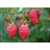 Plantiflor Himbeere Willamette Topf Durchmesser 17 cm