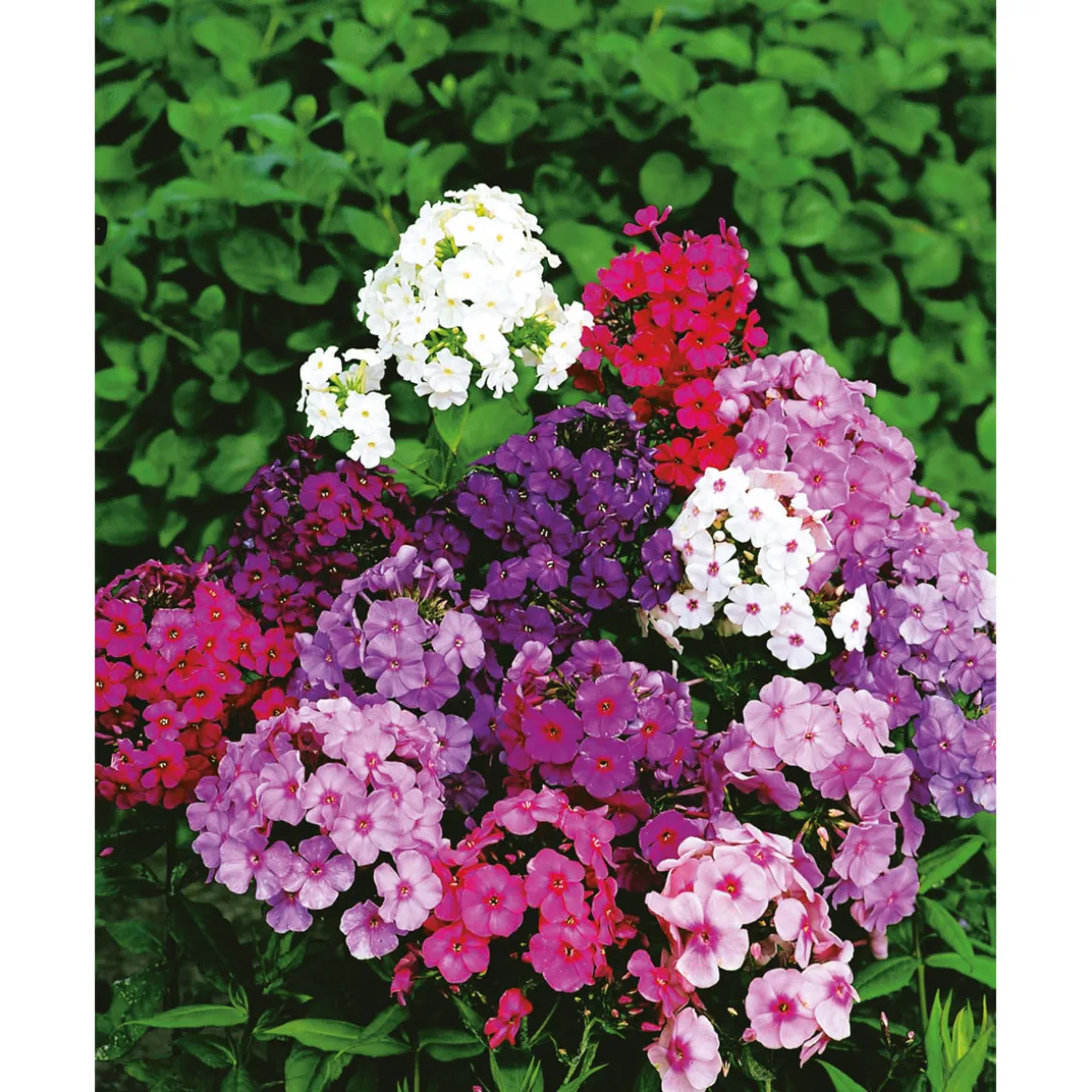 Plantiflor Hohe Flammenblume Topf- Durchmesser 19 cm