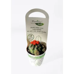 Plantiflor Kaktus Mix mit Strohblüte T 5,5