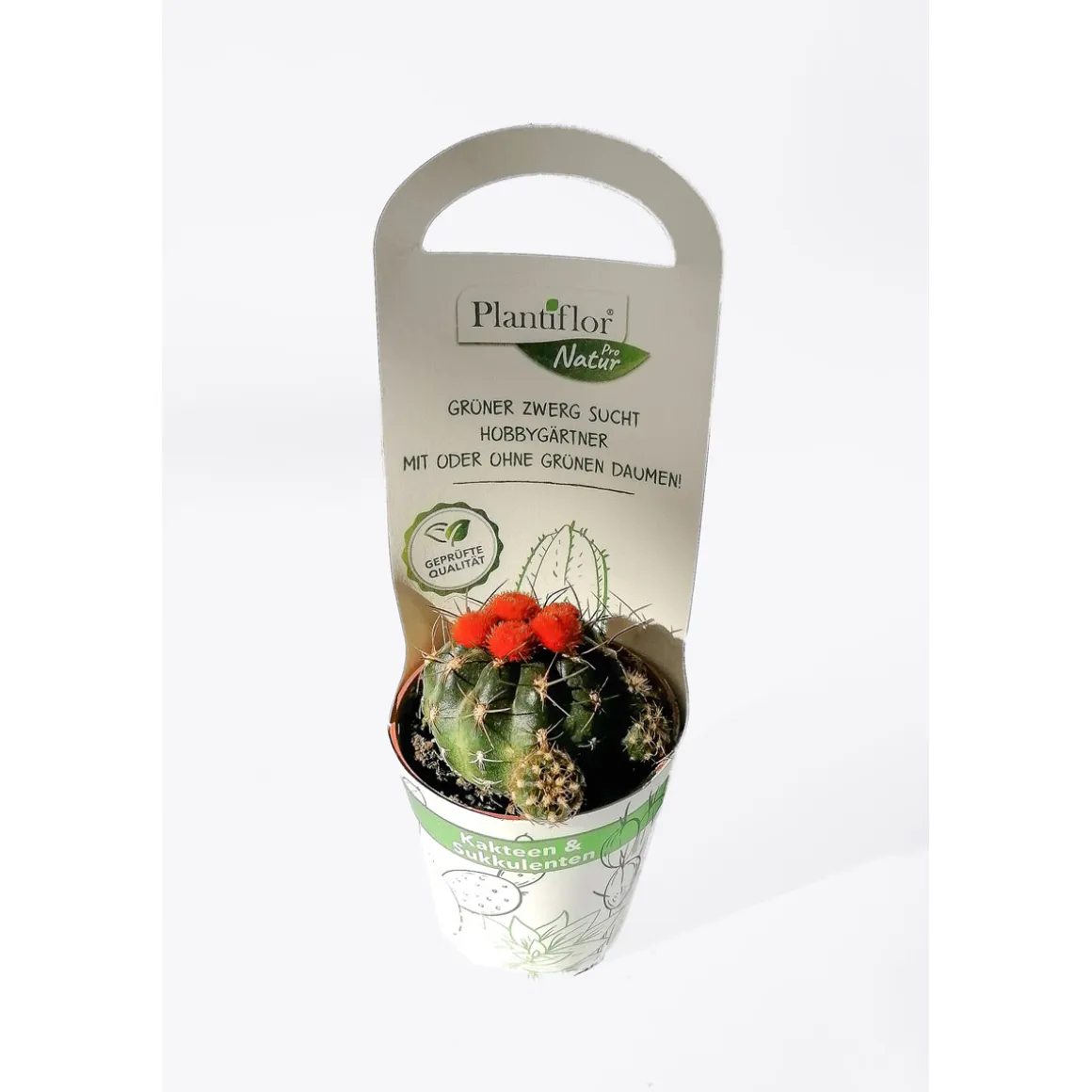 Plantiflor Kaktus Mix mit Strohblüte T 5,5