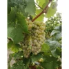 Plantiflor Kernlose Weintraube Gelbe Beeren Topf Durchmesser 19 cm