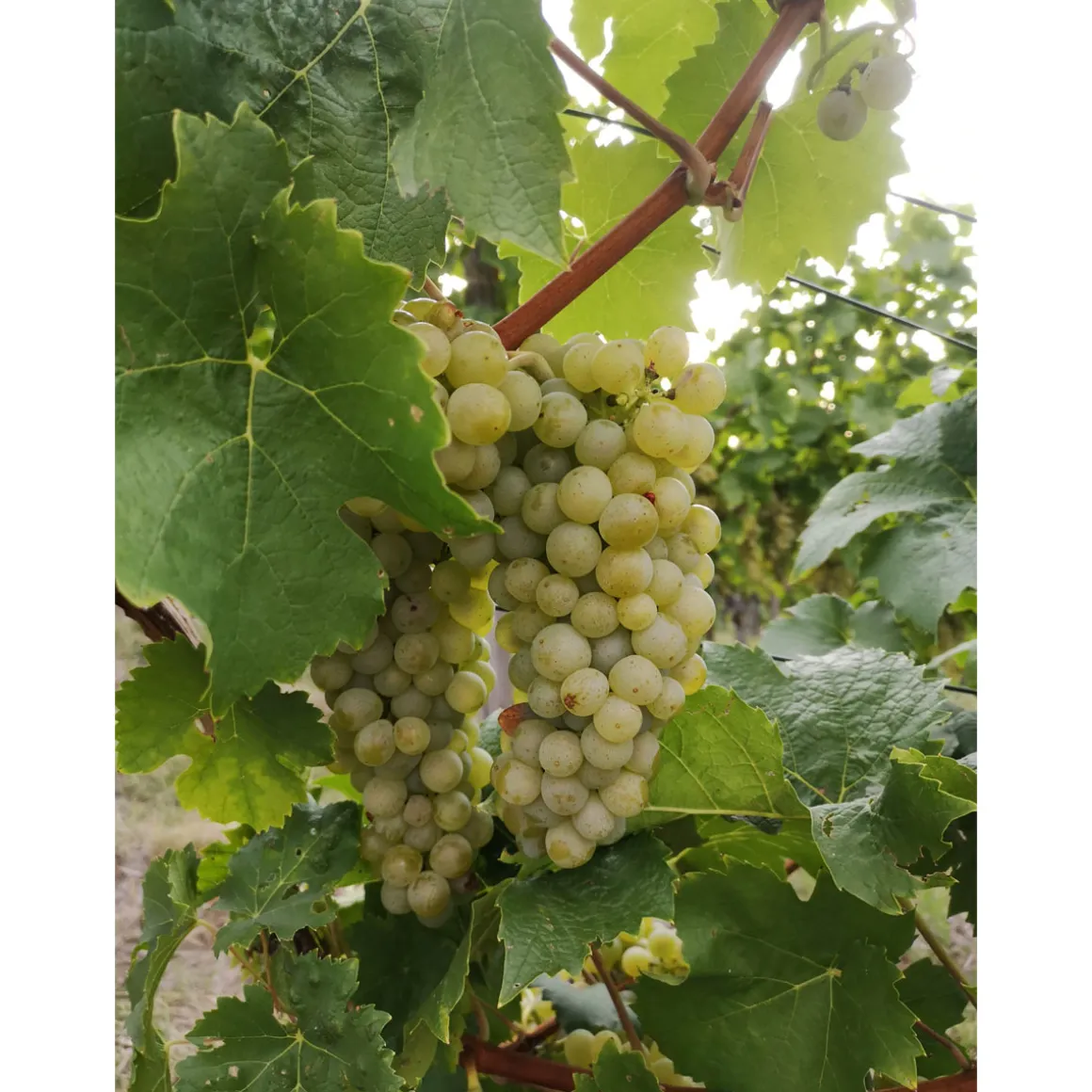 Plantiflor Kernlose Weintraube Gelbe Beeren Topf Durchmesser 19 cm