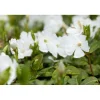 Plantiflor Kleinblättriges Immergrün weiß Topf Durchmesser 15 cm