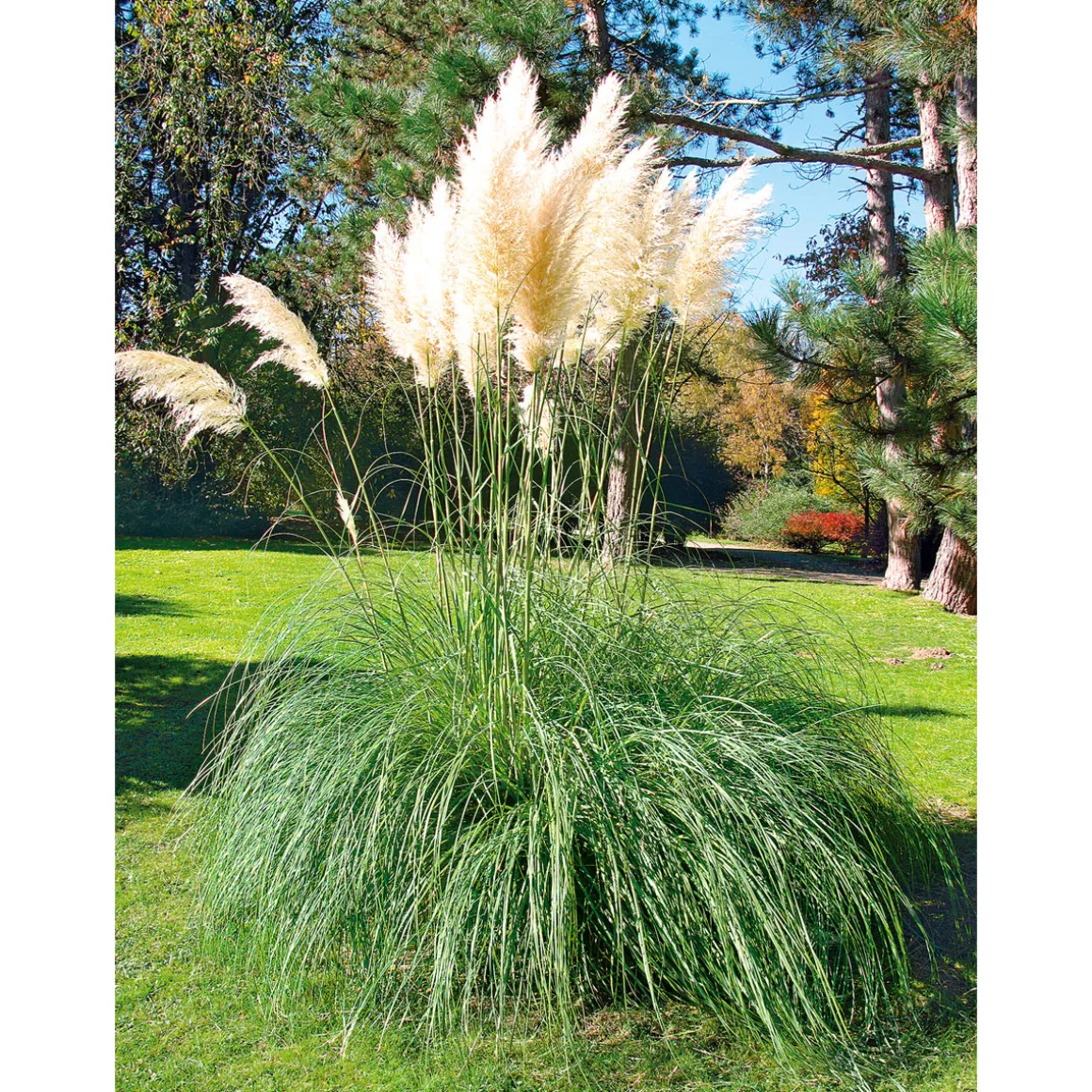 Plantiflor Kleines Pampasgras Pumila Topf Durchmesser 23 cm