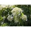 Plantiflor Kletterhortensie Topf Durchmesser 17 cm