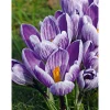 Plantiflor Krokus Crocus-Hybride Topf Durchmesser 10,5 cm