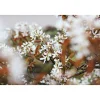 Plantiflor Kupfer-Felsenbirne Topf Durchmesser 19 cm