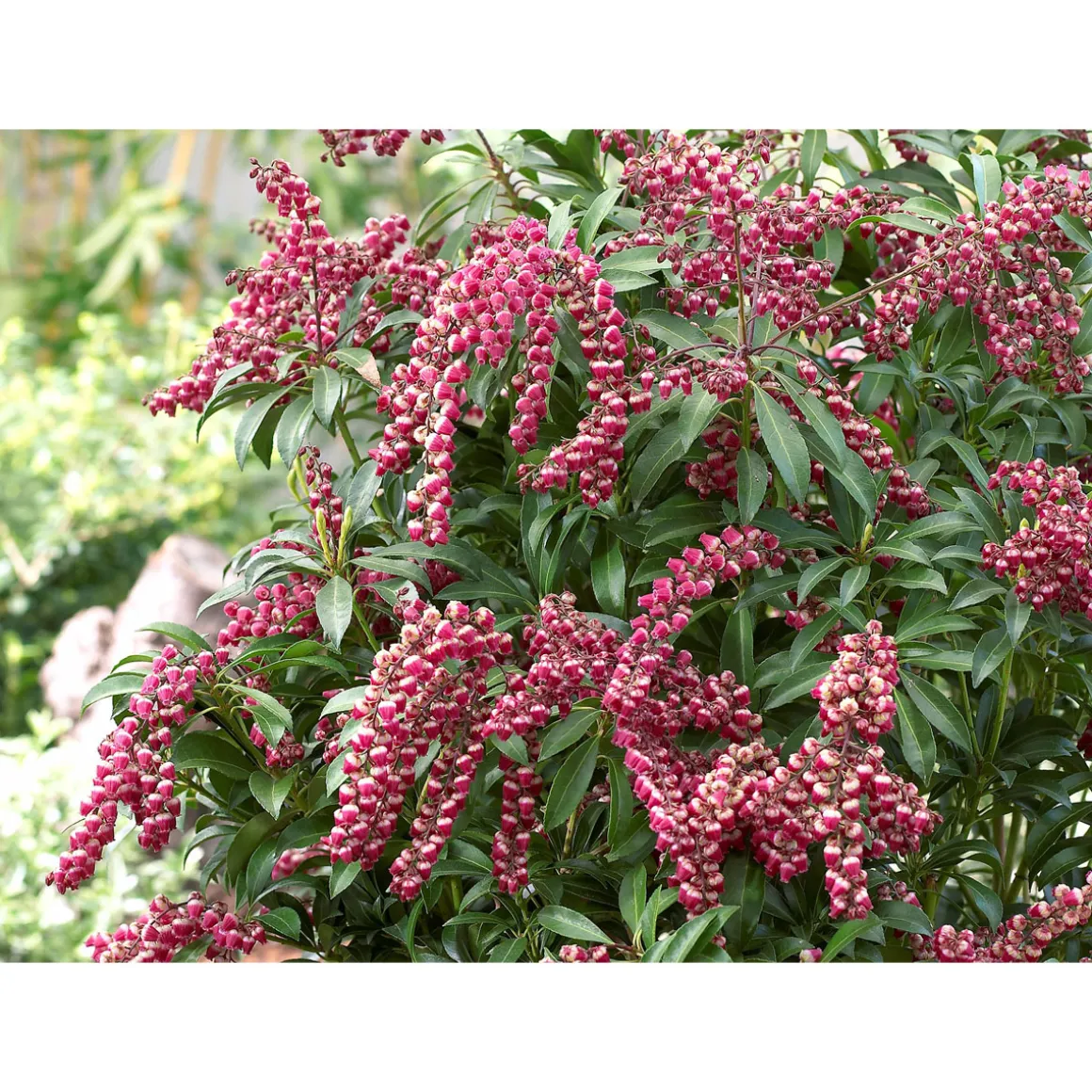 Plantiflor Lavendelheide Passion Topf Durchmesser 23 cm