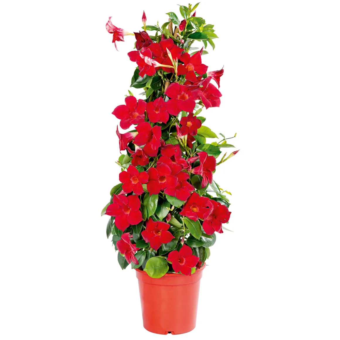 Plantiflor Mandevilla Pyramide Topf Durchmesser 17 cm