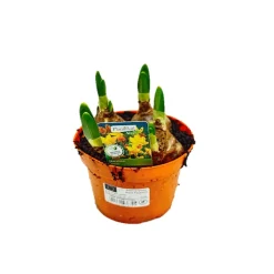 Plantiflor Narzisse Jetfire Topf Durchmesser 10,5 cm