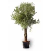 Plantiflor Oliven-Stamm Old Skin