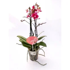 Plantiflor Orchideen-Mix 3-Trieber
