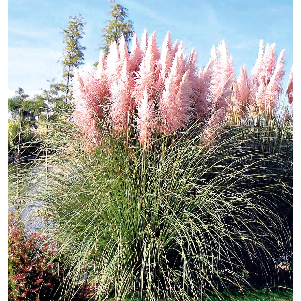 Plantiflor Pampasgras Rosea Topf Durchmesser 17 cm