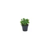 Plantiflor Pfefferminze Maroccana T14