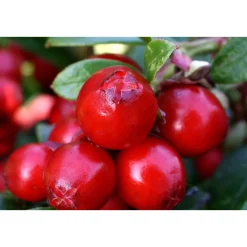 Plantiflor Preiselbeere Miss Cherry Wilde Küche Topf Durchmesser 17 cm