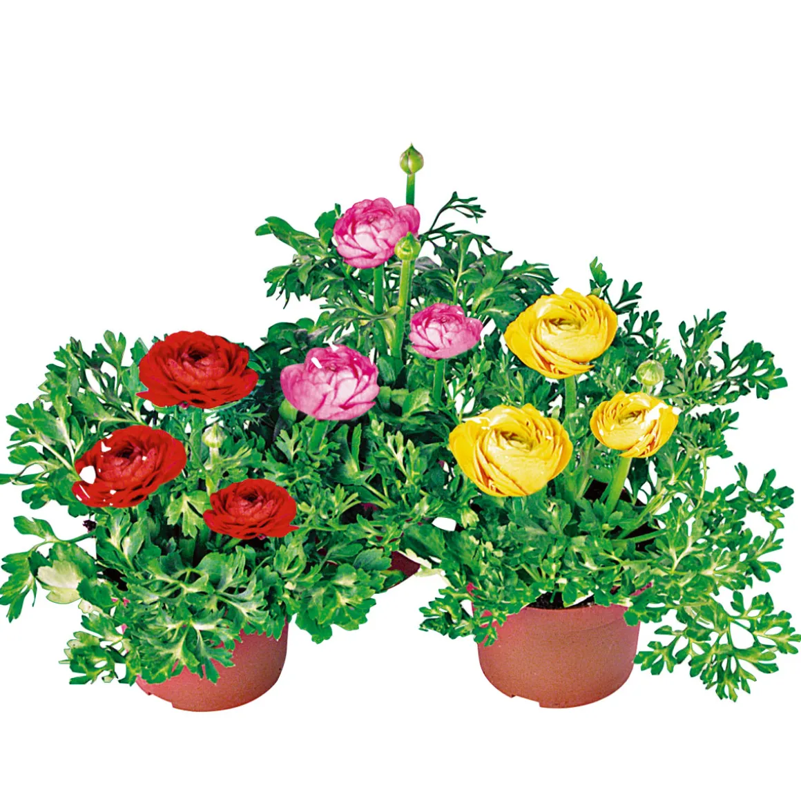 Plantiflor Ranunkel Topf Durchmesser 11 cm