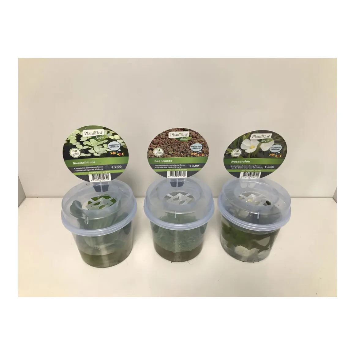 Plantiflor Schwimmpflanzen im Becher Topf Durchmesser 13 cm