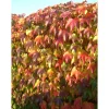 Plantiflor Selbstklimmende Jungfernrebe Veitchii Topf Durchmesser 17 cm