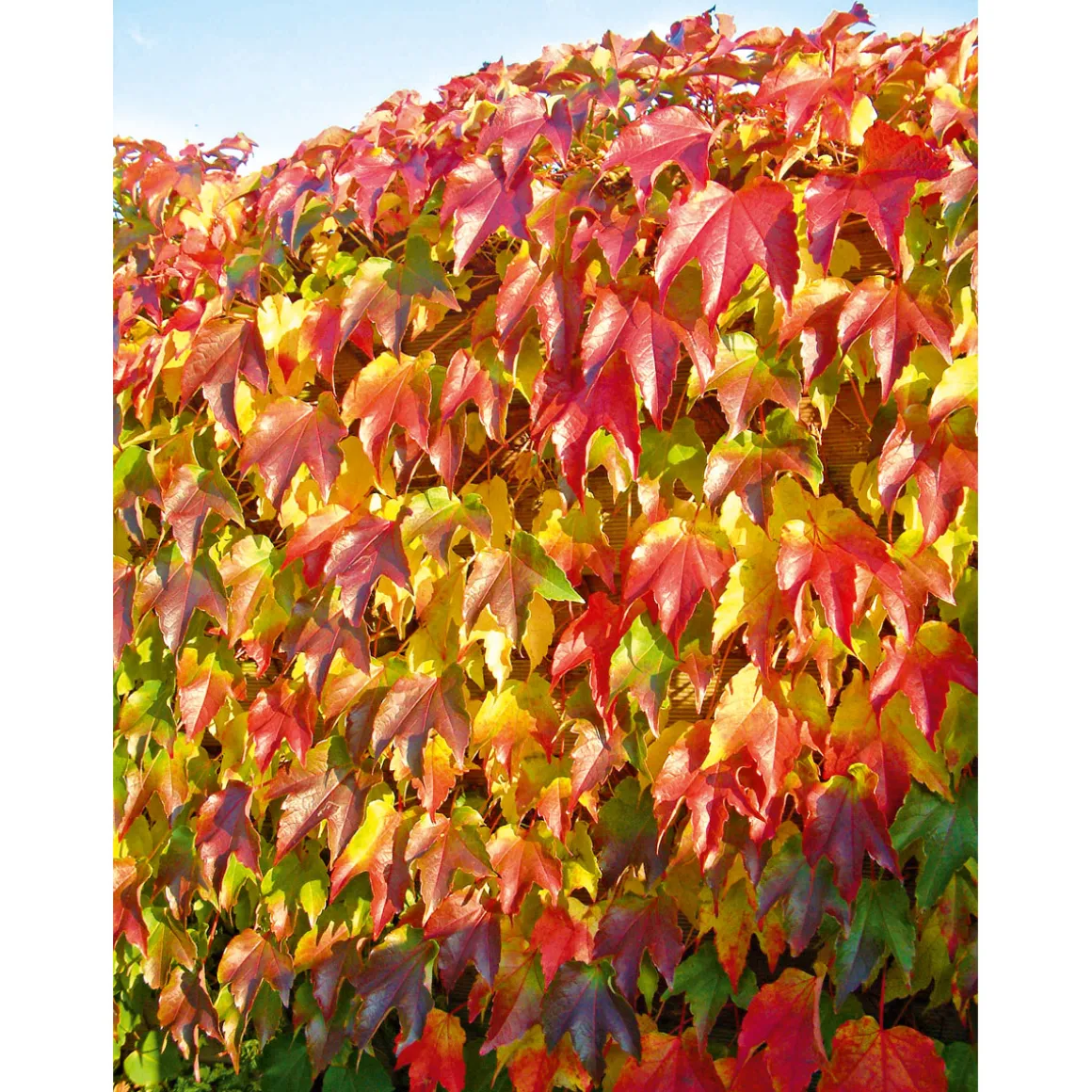 Plantiflor Selbstklimmende Jungfernrebe Veitchii Topf Durchmesser 17 cm
