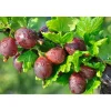 Plantiflor Stachelbeere Hinnomäki Topf Durchmesser 23 cm