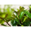 Plantiflor Stechpalme Heckenblau Topf Durchmesser 23 cm