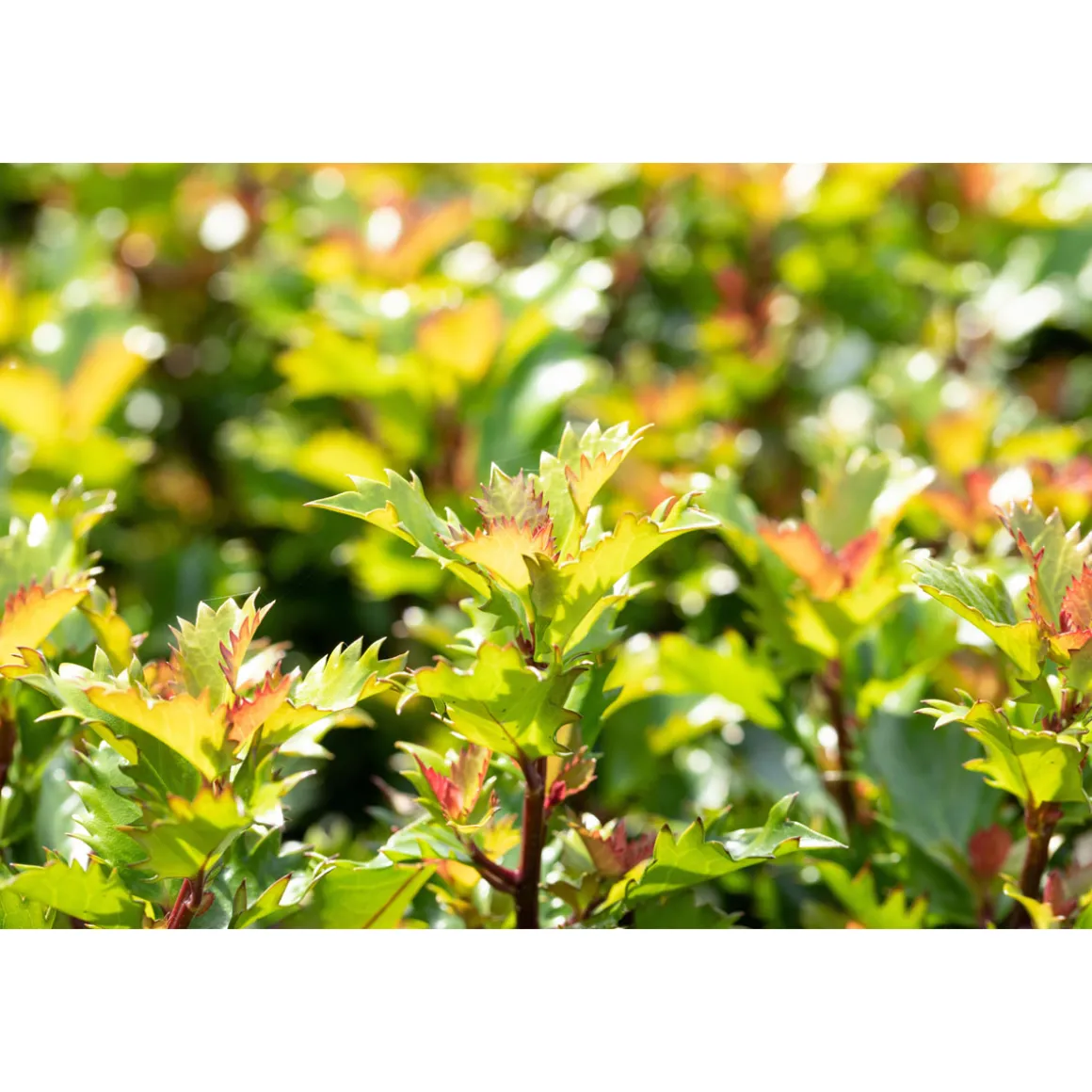 Plantiflor Stechpalme Little Rascal Topf Durchmesser 15 cm