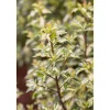 Plantiflor Stechpalme White Cream Topf Durchmesser 15 cm