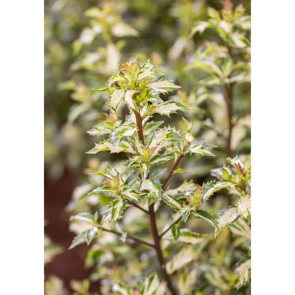 Plantiflor Stechpalme White Cream Topf Durchmesser 15 cm