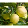 Plantiflor Säulenapfel Golden Sensation Topf Durchmesser 23 cm