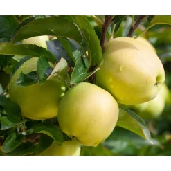 Plantiflor Säulenapfel Golden Sensation Topf Durchmesser 23 cm