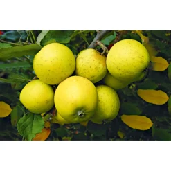 Plantiflor Säulenapfel Golden Sensation Topf Durchmesser 23 cm