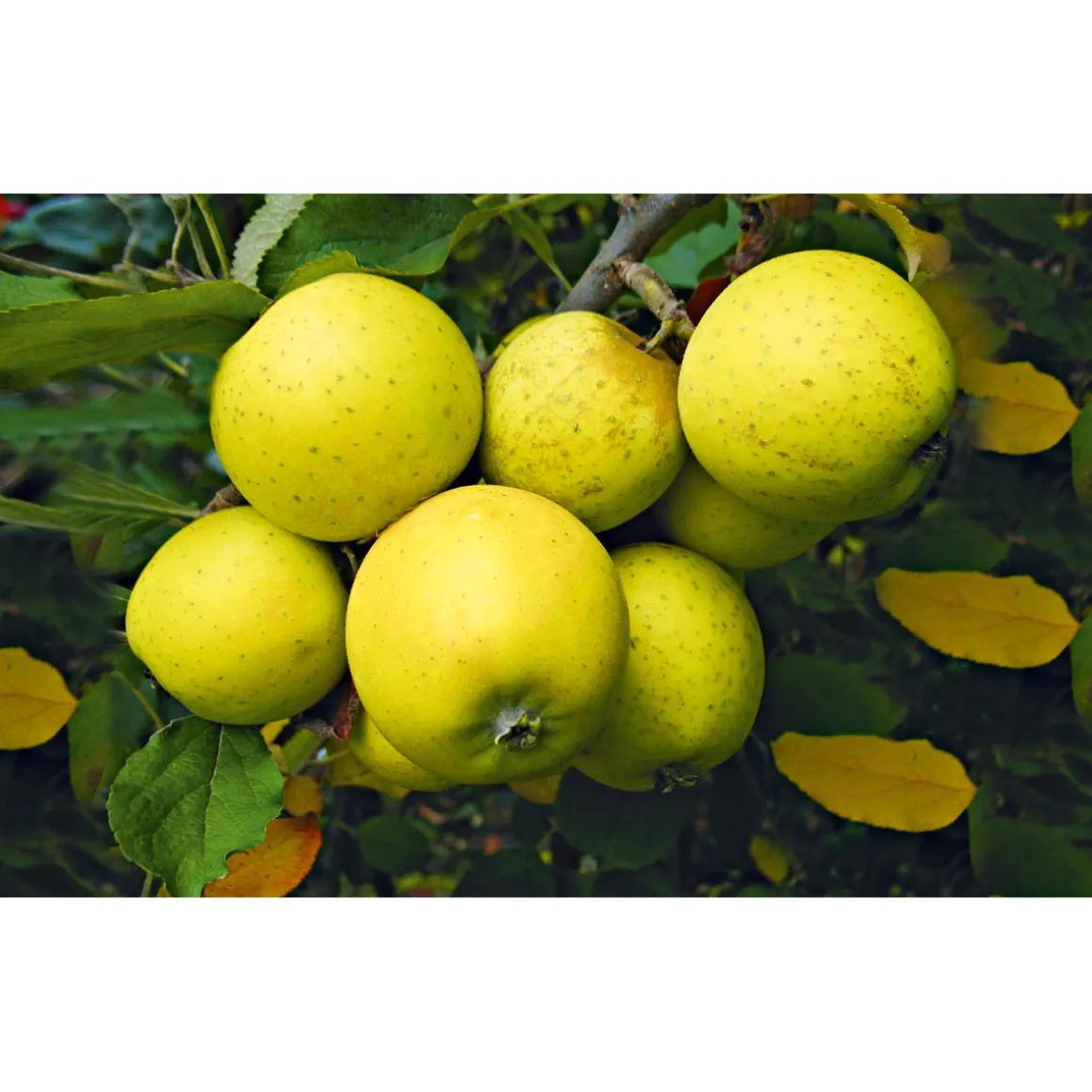 Plantiflor Säulenapfel Golden Sensation Topf Durchmesser 23 cm