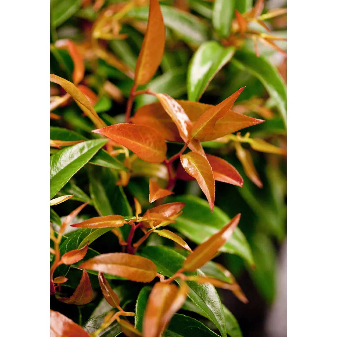 Plantiflor Traubenmyrthe Royal Ruby Topf Durchmesser 15 cm