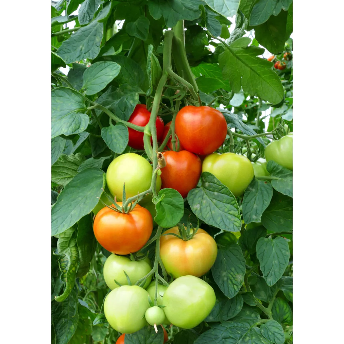 Plantiflor Veredelte Salattomate Topf Durchmesser 12 cm