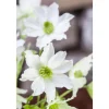 Plantiflor Waldrebe Early Sensation Topf Durchmesser 17 cm