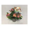 Plantiflor Wandelröschen Topf Durchmesser 12 cm