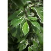 Plantiflor Weißbunter Hartriegel Elegantissima Topf Durchmesser 19 cm