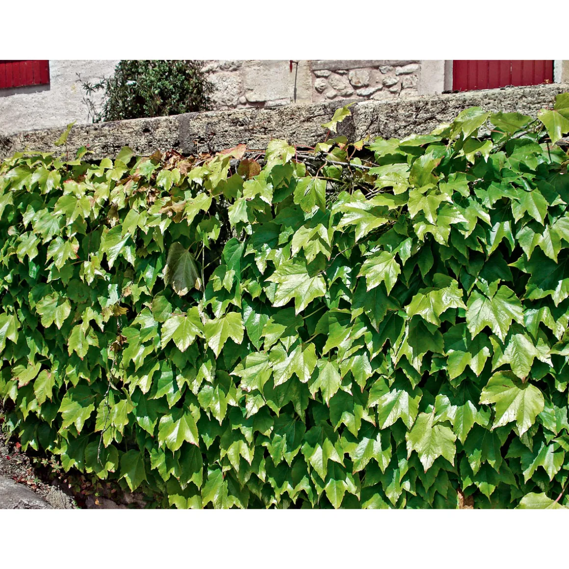 Plantiflor Wilder Wein Topf Durchmesser 17 cm