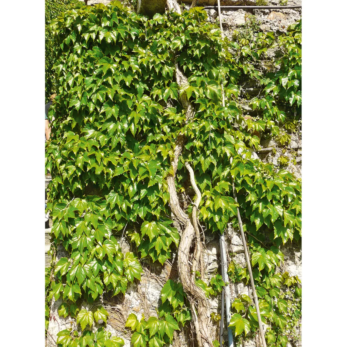 Plantiflor Wilder Wein Topf Durchmesser 17 cm