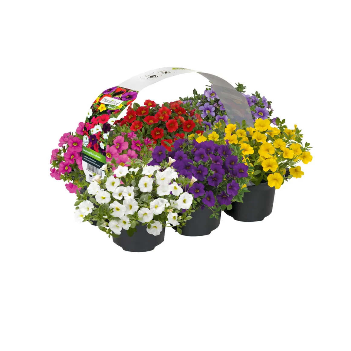 Plantiflor Zauberglöckchen 6er-Pack