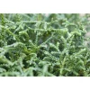 Plantiflor Zwerg-Hiba-Lebensbaum Nana Topf Durchmesser 17 cm
