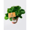 Plantiflor Zwergpfeffer grün 15-20 cm T12
