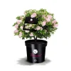 Rhododendron Bloombux Kugel Topf Durchmesser 23 cm
