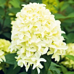 Rispenhortensie Living Creations Topf Durchmesser 23 cm