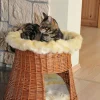 Silvio design Korbturm mit Cataria
