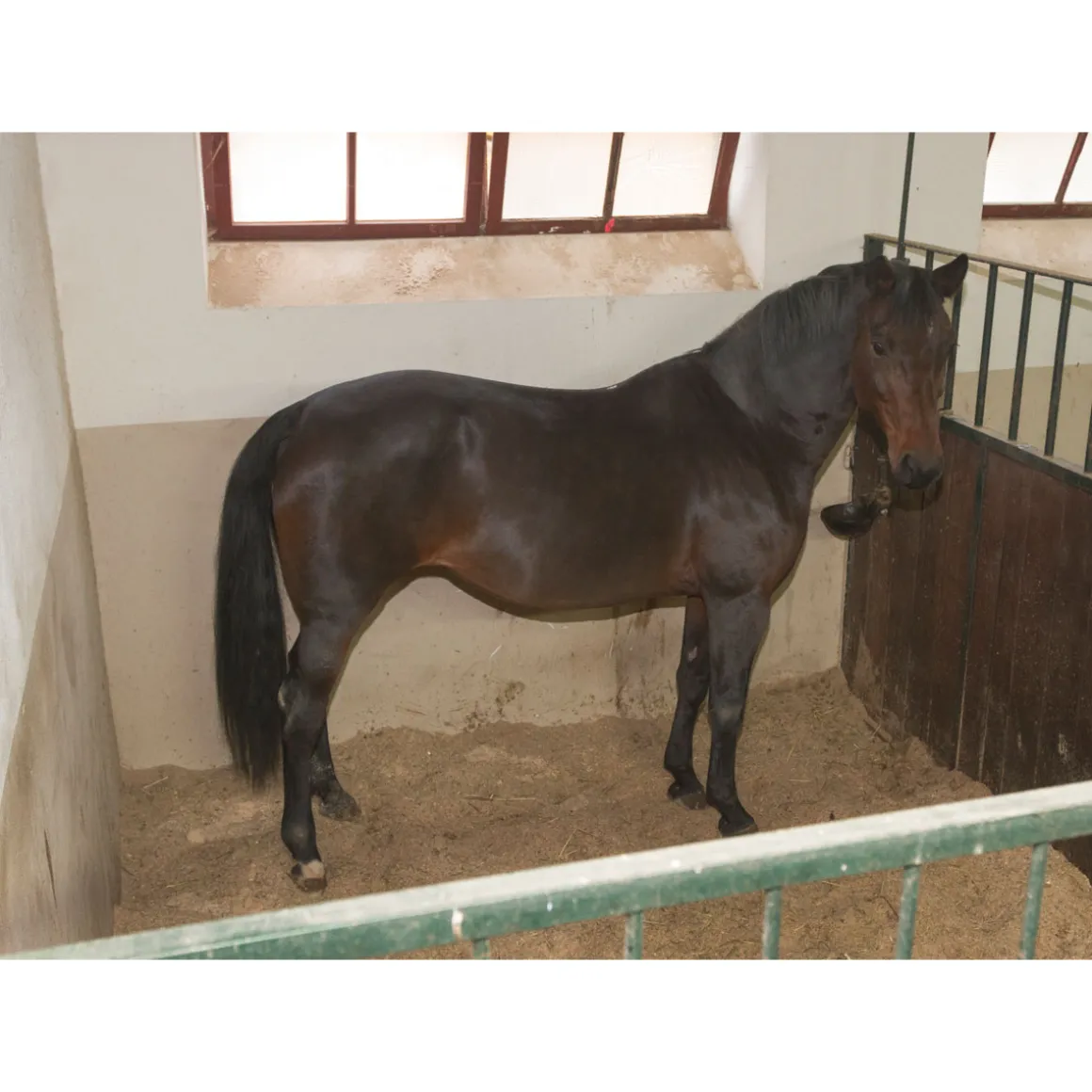 Stallüberwachungs-Kamera IPCam 2.0 schwarz