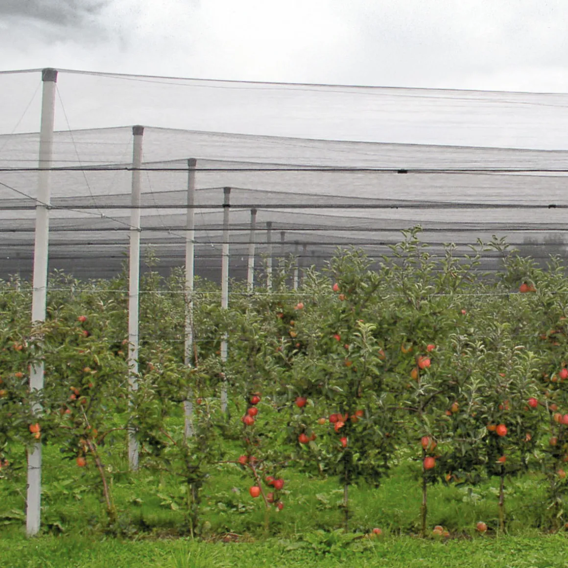 Windhager Hagelschutz-Netz 5x2 m grün Maschenweite 8 mm