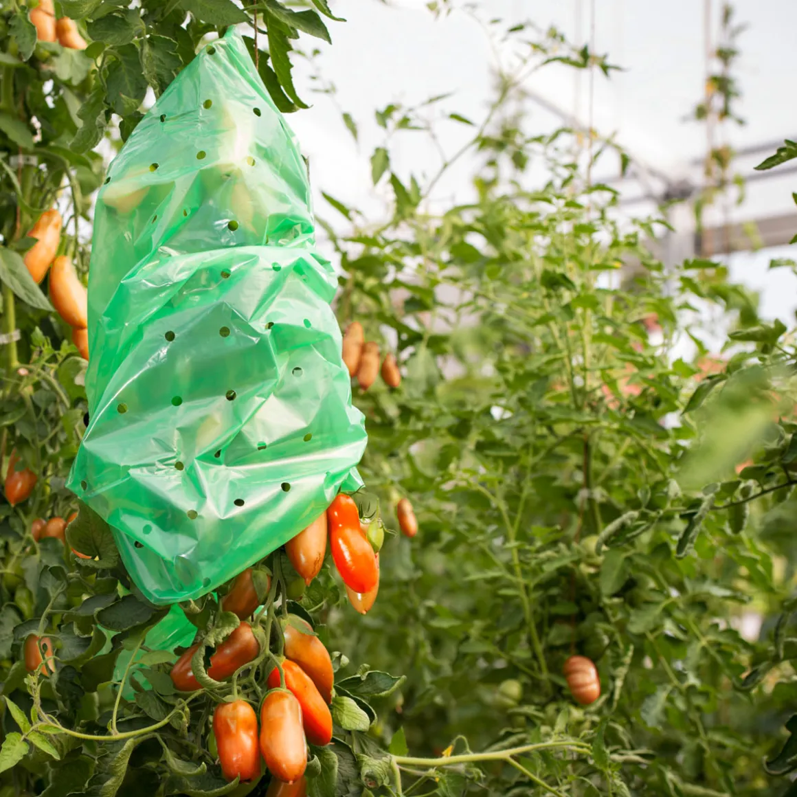 Windhager Tomaten-Folien-Schlauch Strong 10x0,75 m