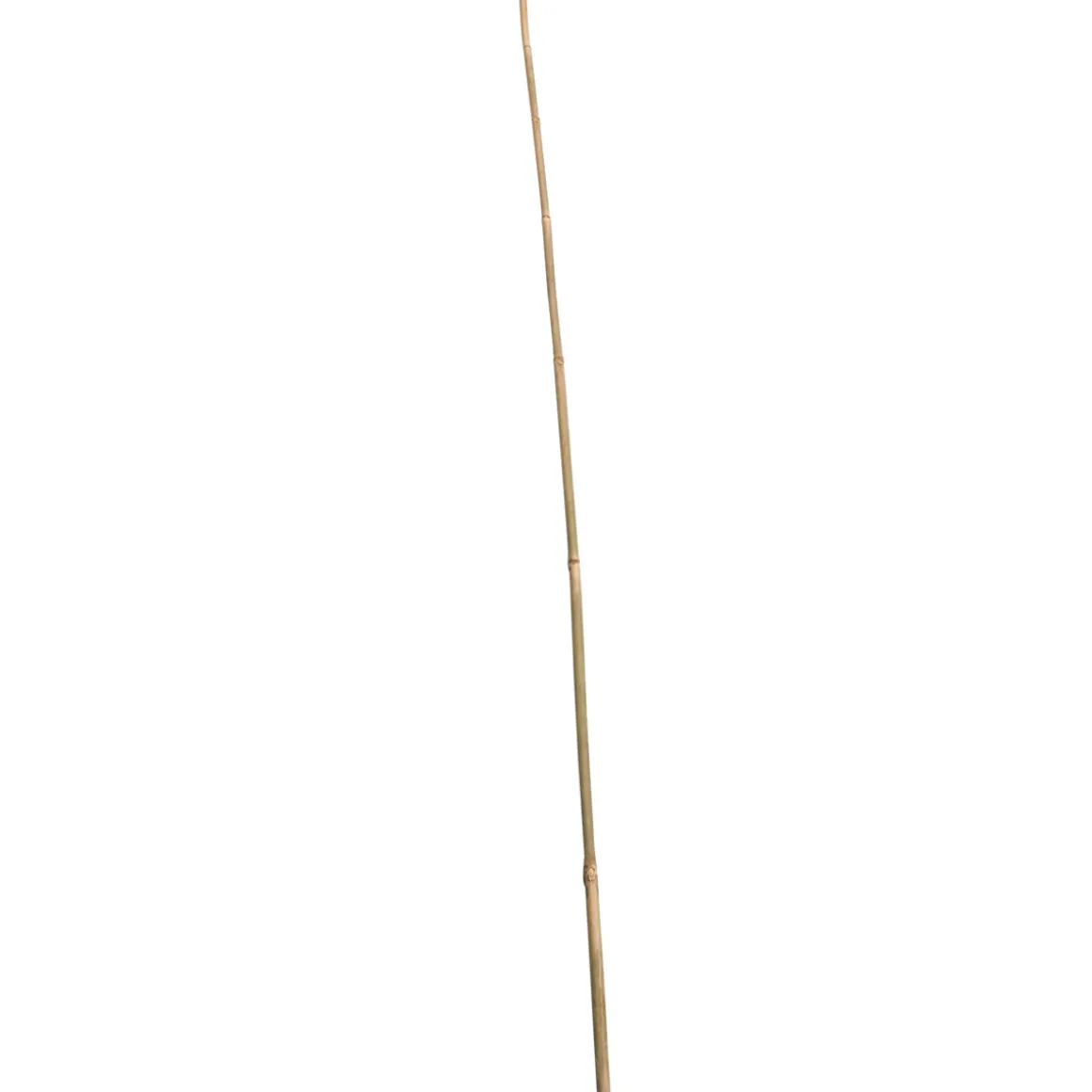 Wingart Bambusstab 150 cm