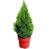 Zuckerhutfichte Topf-Ø 21 cm Höhe 70-80 cm